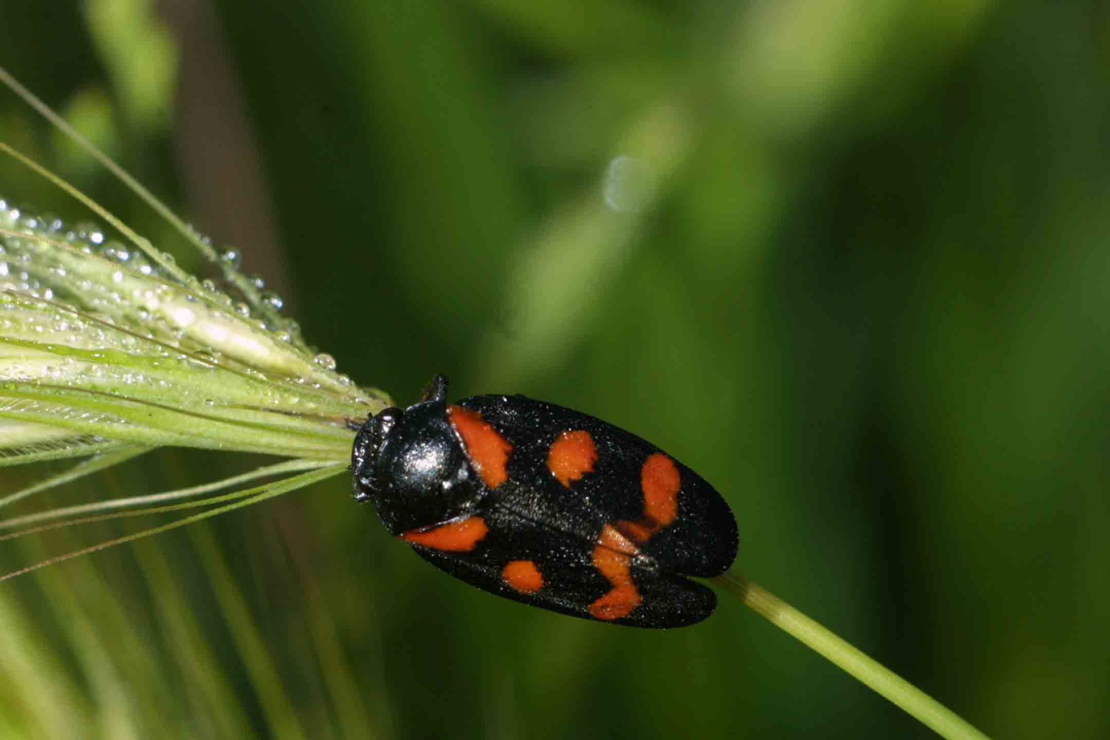 Cercopis sanguinolenta